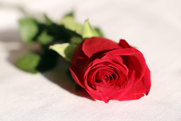 Naklejka premium Red rose on a white bed. Concept of romantic love, wedding, celebration