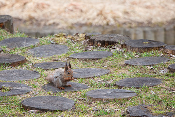 A squirrel with a fluffy tail eats nuts sitting in front of a stump. Brown rodent animal in nature eat nuts.