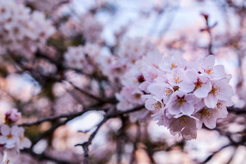 Beautiful cherry blossoms. sakura flowers in japan.