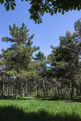 Fototapeta premium trees in the park