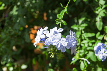 Blossoming Plumbago