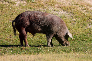 Iberian pigs grazing in the countryside