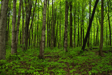 Lush green trees growing in a densely wooded forest. Eco-friendly landscape. Earth-conscious woodland scene