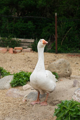 Cute white goose in the zoo closeup