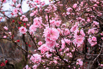 Beautiful cherry blossoms. sakura flowers in japan.