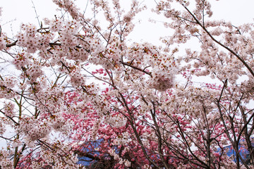 Beautiful cherry blossoms. sakura flowers in japan.