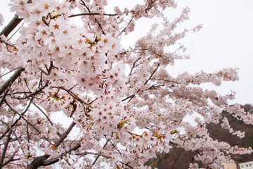 Beautiful cherry blossoms. sakura flowers in japan.