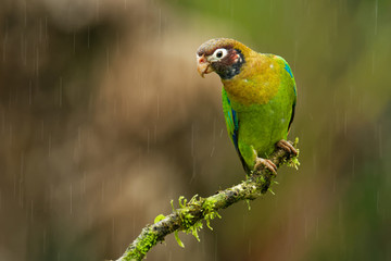 Brown-hooded Parrot - Pyrilia haematotis small parrot in the tropical rain which is a resident breeding species from southeastern Mexico to north-western Colombia
