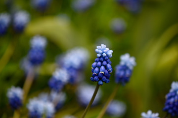 blue flowers in the garden