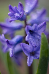 Naklejka premium blue iris in the garden