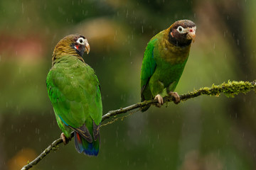 Brown-hooded Parrot - Pyrilia haematotis small parrot in the tropical rain which is a resident breeding species from southeastern Mexico to north-western Colombia