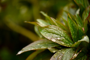 green leaf with water drops