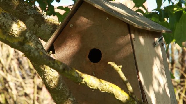 Cabane &agrave; oiseaux, m&eacute;sanges