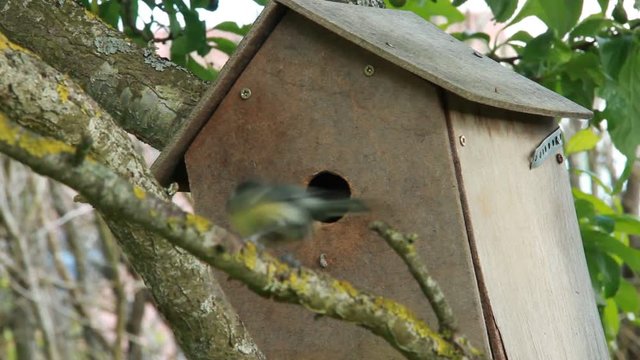 Cabane &agrave; oiseaux, m&eacute;sanges