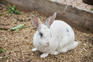Little cute white rabbit on a farm