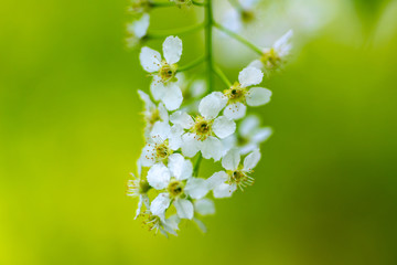 Bird cherry tree in blossom. Flowers bird cherry tree