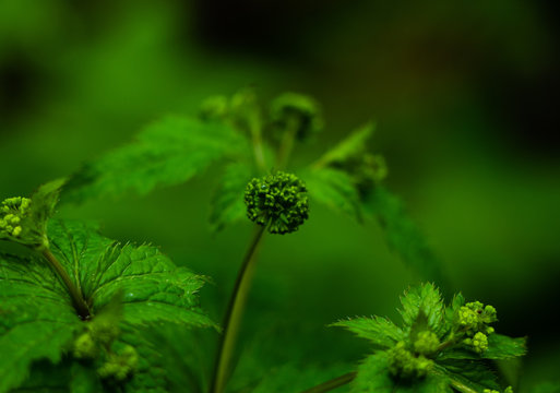 Clustered black snakeroot closeup growing in a forest