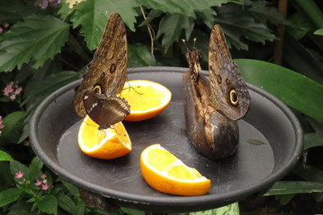 butterflies feeding on fruit