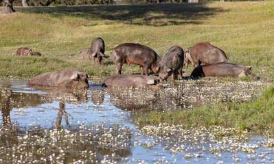 Iberian pigs taking a mud bath