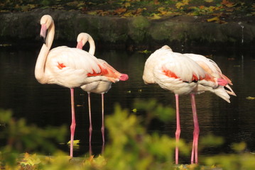 group of pink flamingos