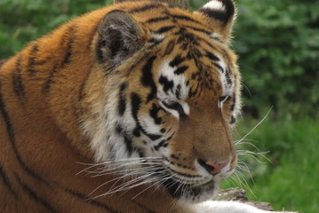tiger in zoo