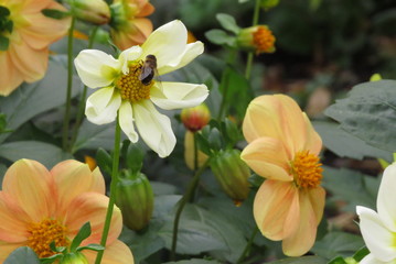 Naklejka na ściany i meble bee on yellow flower