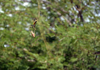 spider and prey