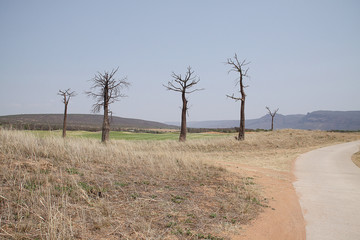 young baobab tree