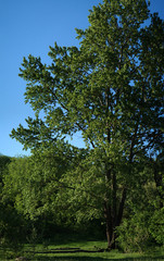 Tree in the spring forest. Ecology concept