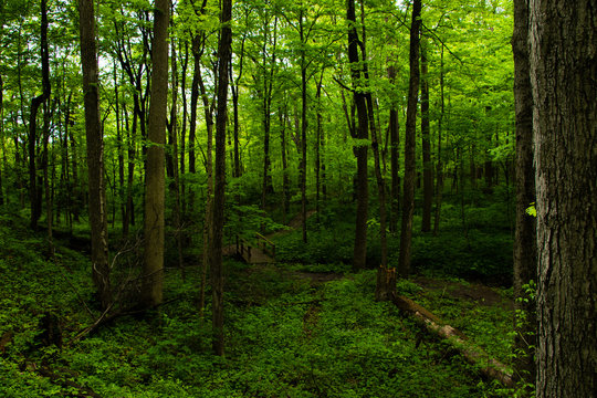 Wooded scene in a lush dark green forest