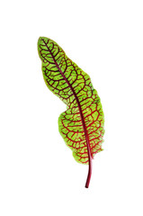 Green leaves for lettuce, spinach, chard, arugula, beet greens on a white isolated background