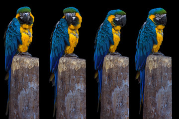 Blue-throated macaw, ara parrot kit, individual elements, tropical birds on black background