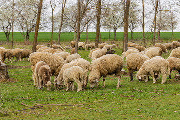 A herd of goats and sheep.  Animals graze in the meadow. Mountain pastures of Europe.