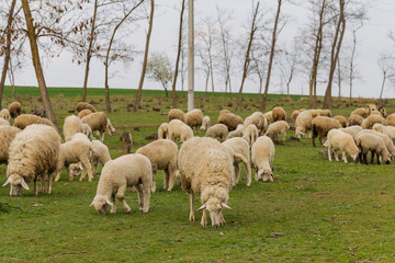 Fototapeta premium A herd of goats and sheep. Animals graze in the meadow. Mountain pastures of Europe.