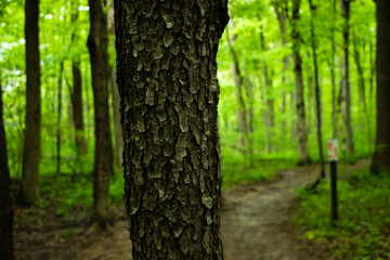 Tree bark closeup on a black cherry tree in a bright green forest with a trail in the background