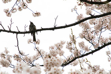 Beautiful cherry blossoms. sakura flowers in japan.
