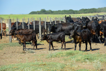 Cows raised with natural grass, Argentine meat production