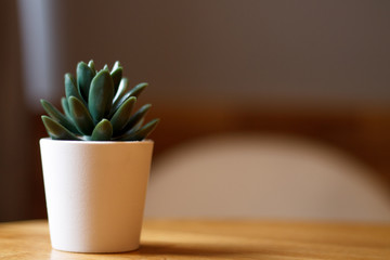 green flower in a white pot on a brown background on the table close-up