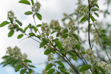 Flowers on an apple tree branch against a blue sky