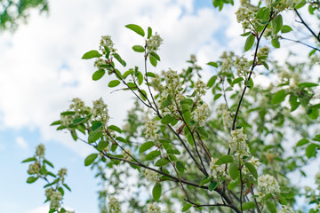 Flowers on an apple tree branch against a blue sky