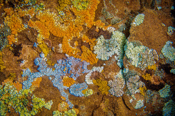 lichen on rock