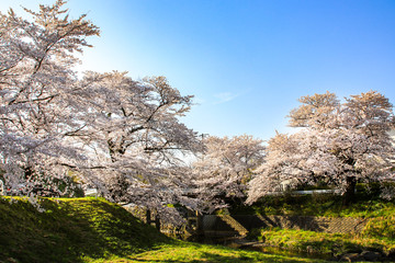 Beautiful cherry blossoms. sakura flowers in japan.
