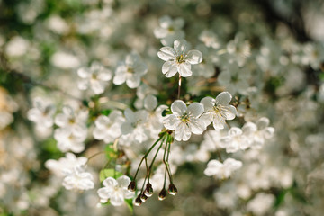 White cherry flowers close up with beautiful bokeh on background.
