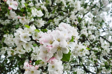 Blooming apple tree in the garden