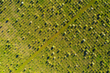 Trees texture background photographed from the air