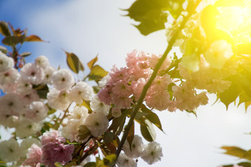 Sacura tree in spring, Cherry blossom, Sakura cherry-tree. Sacura flowers on blue sky