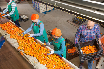 Employees preparing mandarins for packaging and storing