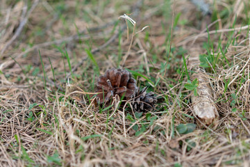 fallen cones in the forest