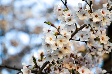 Beautiful cherry blossoms. sakura flowers in japan.