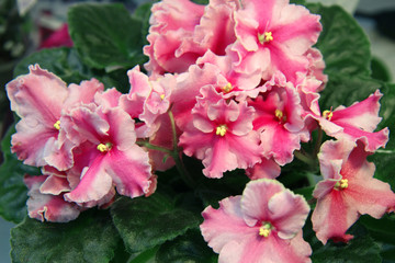 Blossom pink violet Senpolia flowers macro